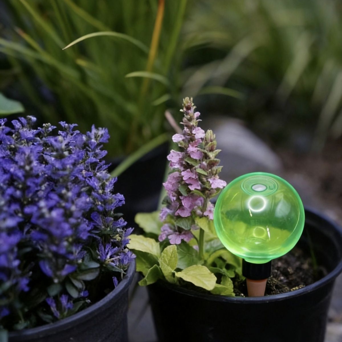 3 Globos Grandes de Autoirriga - Self-Watering Planter avaliação e preço